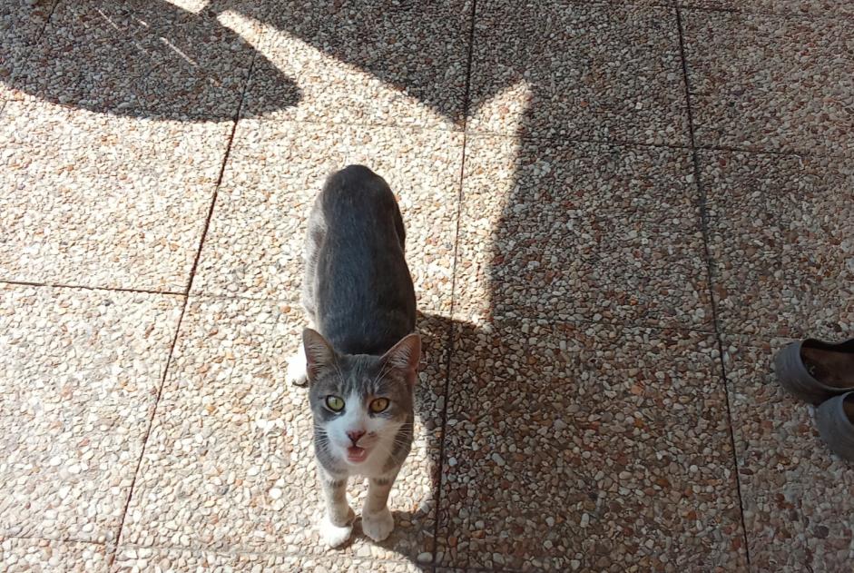 Alerta de Hallazgo Gato Desconocido Le Perron Francia