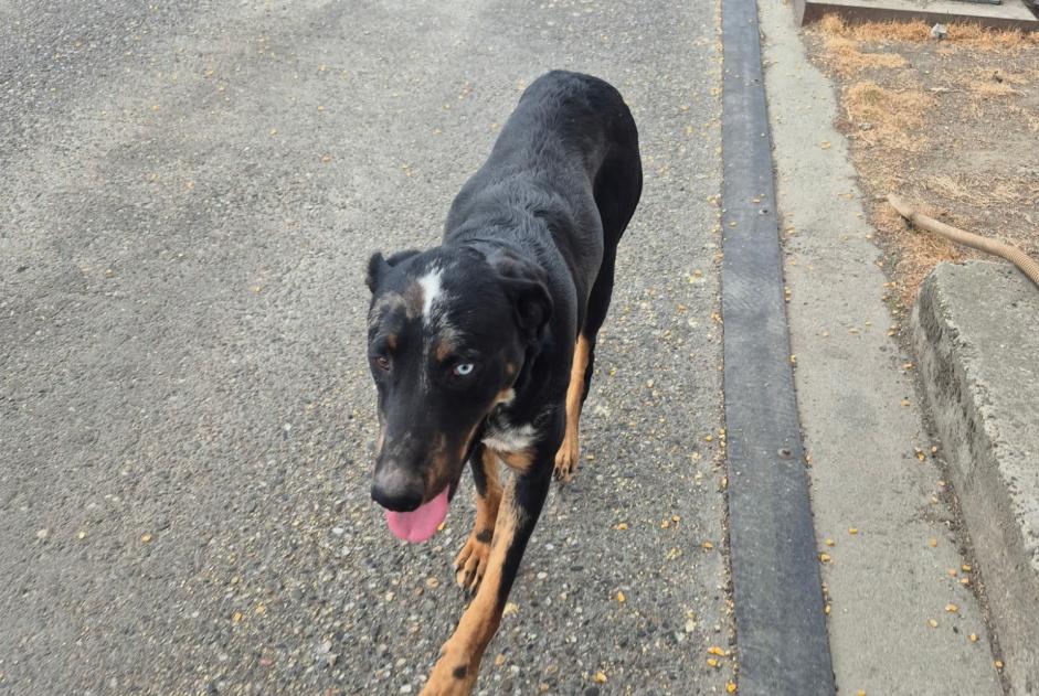 Alerte Découverte Chien  Mâle Mansonville France