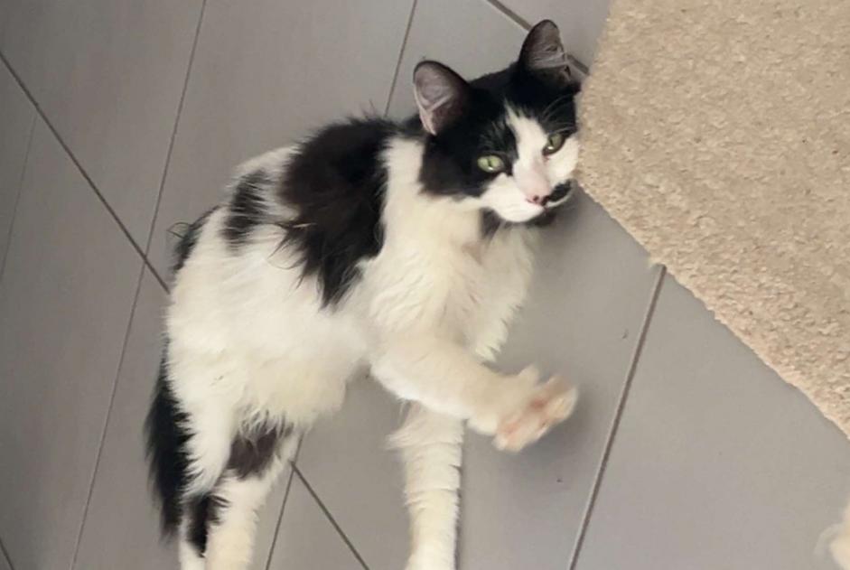 Avviso scomparsa Gatto Maschio , 2 anni Écully Francia Avviso scomparsa Gatto Maschio , 2 anni Écully Francia