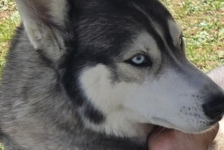 Alerta desaparecimento Cão Macho , 5 anos Rochefort France Alerta desaparecimento Cão Macho , 5 anos Rochefort France