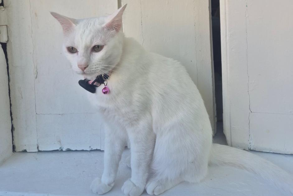 Alerta desaparecimento Gato Fêmea , 3 anos Le Vésinet France Alerta desaparecimento Gato Fêmea , 3 anos Le Vésinet France